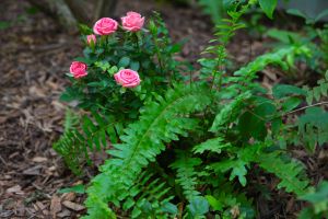 In the Garden plants